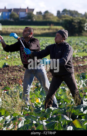 Les travailleurs agricoles migrants ici la récolte des cultures de choux, de maturation Banque D'Images