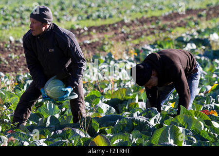 Les travailleurs agricoles migrants ici la récolte des cultures de choux de maturation, Southport, Merseyside, Royaume-Uni Banque D'Images