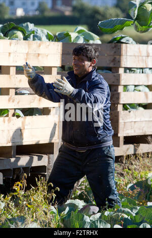 Les travailleurs agricoles migrants ici la récolte des cultures de choux de maturation, Southport, Merseyside, Royaume-Uni Banque D'Images