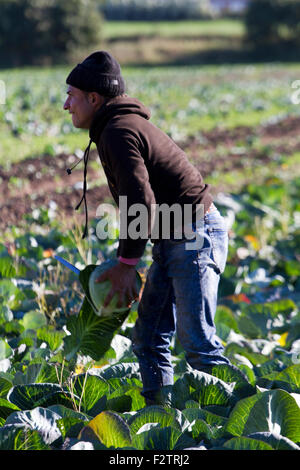 Les travailleurs agricoles migrants ici la récolte des cultures de choux de maturation, Southport, Merseyside, Royaume-Uni Banque D'Images