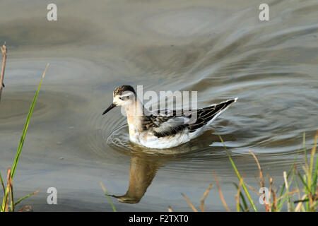 Phalarope à bec large (Phalaropus fulicarius gris) - 1ère juvénile de l'hiver. Banque D'Images