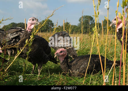 Dindons élevés en plein air Royaume-Uni. Recherche de dinde bronze dans un champ sans pesticides à fosse Meadow Farm Leicestershire Angleterre HOMER SYKES Banque D'Images