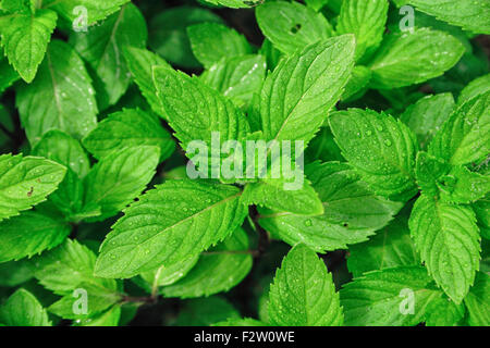 Photo gros plan de feuilles de menthe Banque D'Images