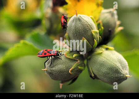 Libre de firebug sur hibiscus bud Banque D'Images