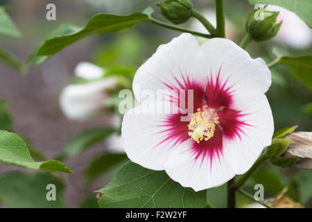 Hibiscus sinosyriacus 'Autumn Surprise' fleur. Banque D'Images