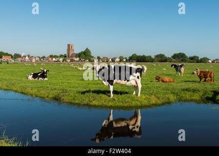Ransdorp avec des vaches, de l'Église et de fossé. Banque D'Images