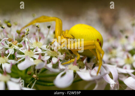 Détail d'une araignée Crabe jaune vif (Misumena vatia) sur une fleur dans une prairie de Devon (vue latérale). Banque D'Images