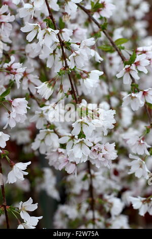 Prunus Snofozam ou également connu sous le nom de fontaines neige cerise pleureur Banque D'Images