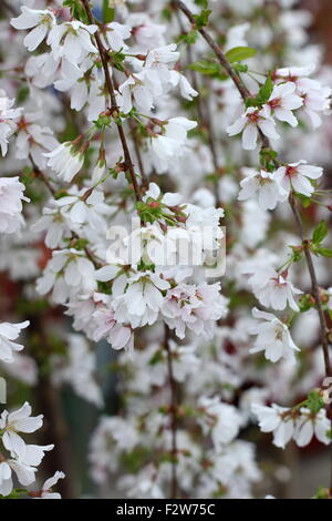 Close up of Prunus Snofozam ou également connu sous le nom de fontaines neige cerise pleureur Banque D'Images