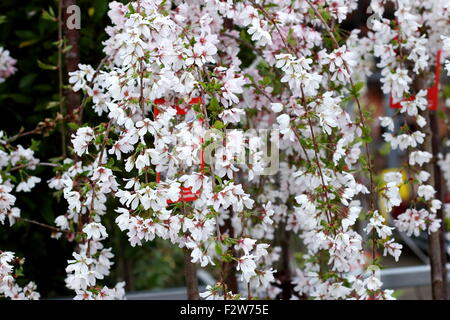 Prunus Snofozam ou également connu sous le nom de fontaines neige cerise pleureur Banque D'Images