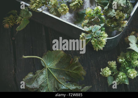Branches de houblon vert Banque D'Images