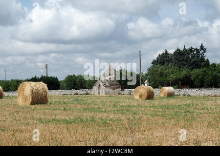 Laminés balles de foin dans un champ avec mur de pierre et trullo. Banque D'Images