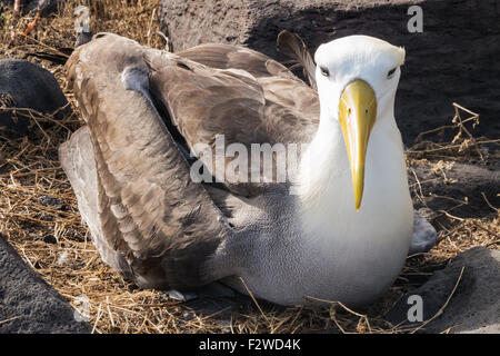 Albatros des Galapagos assis sur son nid et à la recherche dans l'appareil photo Banque D'Images