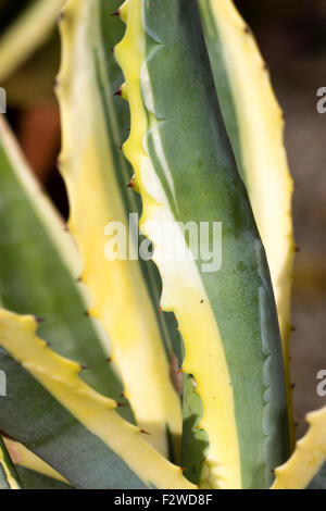 Bords jaune aux feuilles piquantes dans la rosette de l'hémérocalle century plant, de l'Agave americana 'Marginata' Banque D'Images