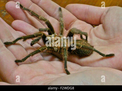 Les jeunes oiseaux Goliath araignée mygales theraphosa blondi Manger Banque D'Images