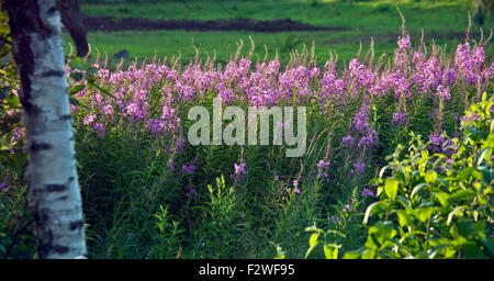 Chamerion angustifolium, communément connu sous le nom d'épilobes, grand willow-herb ou rosebay willowherb en pleine floraison Banque D'Images