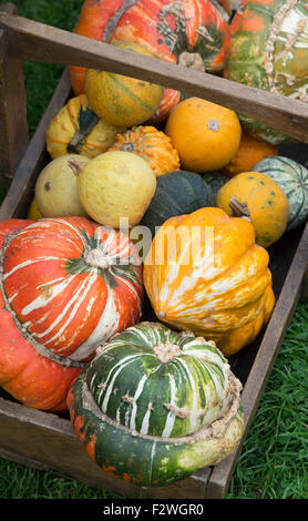 Cucurbita. Les citrouilles courges et citrouilles dans un trug en bois Banque D'Images