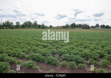 Les plantes de pomme de terre Acre Knoblauchsland Nuremberg Allemagne Banque D'Images