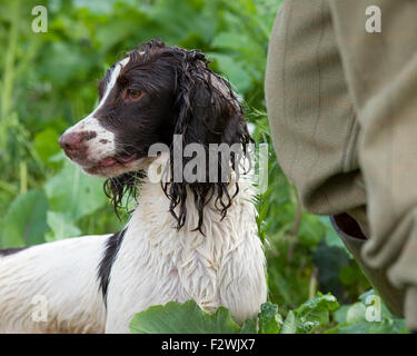 spaniel anglais springer lors de la journée d'entraînement des canonnières Banque D'Images