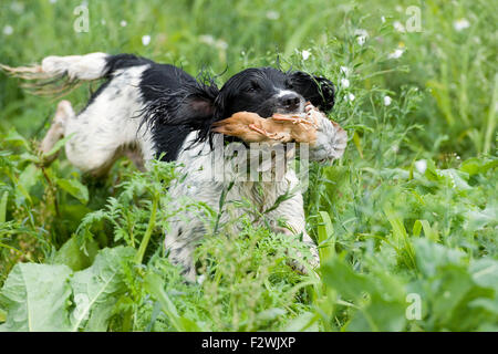 spaniel springer en anglais, récupération de la perdrix Banque D'Images