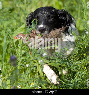 spaniel springer en anglais, récupération de la perdrix Banque D'Images