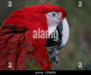 Rouge d'Amérique du Sud et vert Macaw (Ara chloropterus) a.k.a Green winged Macaw. Close-up de tête et bec Banque D'Images