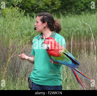 Gestionnaire d'oiseaux oiseaux l'avifaune au zoo avec une paire de poche de rouge et vert (Ara chloropterus Aras - alias Green winged Macaw) Banque D'Images