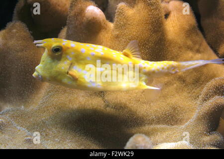 Longhorn Lactoria cornuta (cowfish), originaire de la mer Rouge et Océan Indien Banque D'Images