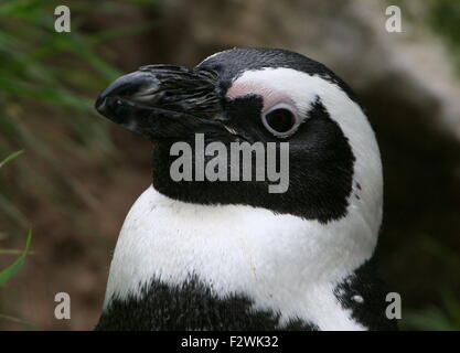 Putois (Spheniscus demersus) portrait a.k.a. Manchot ou Jackass penguin Banque D'Images