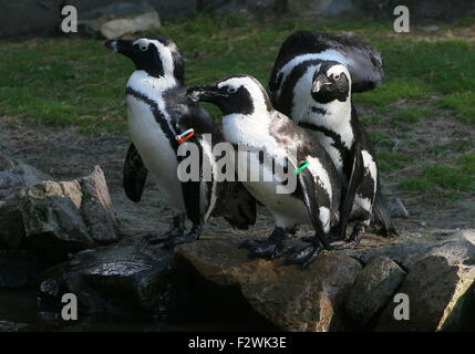 Trois pingouins putois (Spheniscus demersus) sur la rive, alias manchot ou Jackass penguin Banque D'Images