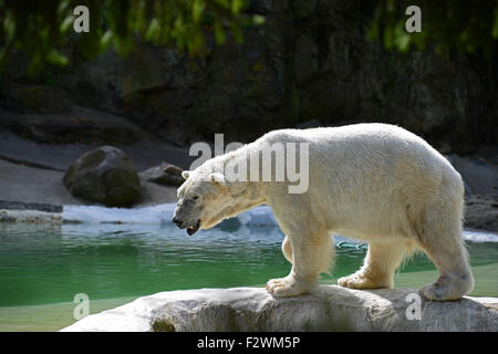 Un ours polaire dans le Bronx Zoo, New York City Banque D'Images