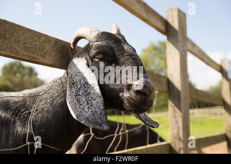 Faim après avoir mangé. Chèvre Chèvre. La ferme des animaux. ferme. Banque D'Images