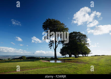 Les Hêtres (connus sous le nom des sept soeurs) sur Cothelstone Hill. Collines de Quantock. Le Somerset. UK. Banque D'Images