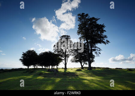 Les Hêtres (connus sous le nom des sept soeurs) sur Cothelstone Hill. Collines de Quantock. Le Somerset. UK. Banque D'Images