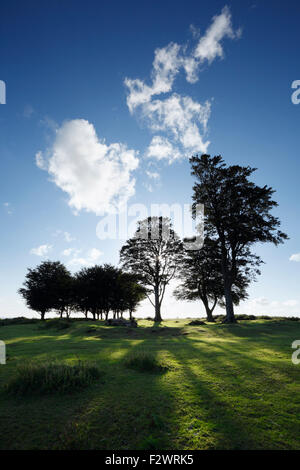 Les Hêtres (connus sous le nom des sept soeurs) sur Cothelstone Hill. Collines de Quantock. Le Somerset. UK. Banque D'Images