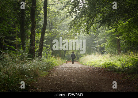 Woman walking dog à Leigh Woods. Bristol. UK. Banque D'Images