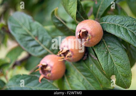 Arbre fruitier de Medlars sain Banque D'Images