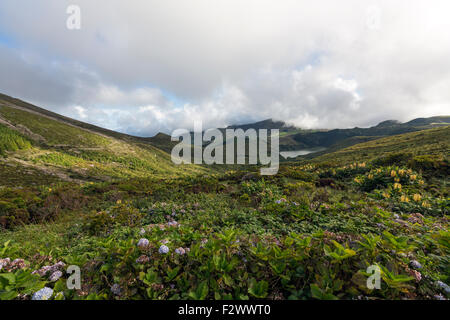 Lagoa Funda das Lajes avec Hydrangea macrophylla, l'île de Flores, Açores Banque D'Images