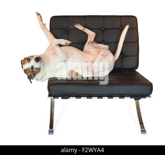 American Staffordshire terrier pitbull dog avec les pieds dans l'air ; sait comment se détendre sur sa chaise Barcelone moderne au milieu du siècle Banque D'Images