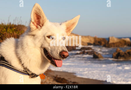 Berger Allemand blanc à Leo Carillo State Beach Banque D'Images