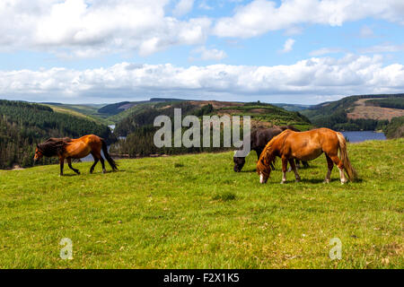 3 chevaux sauvages au-dessus de Llyn Brianne reservoir Mid Wales Banque D'Images