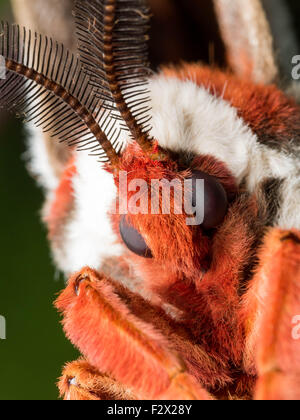 Close up portrait of a orange, blanc, et marron papillon de soie géant Banque D'Images