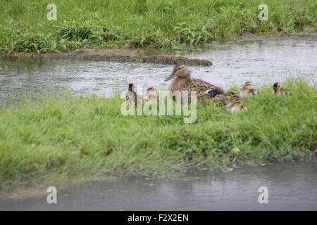 Une Cane colvert dans l'herbe à côté d'un petit étang avec une couvée de canetons. Banque D'Images