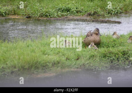 Une Cane colvert dans l'herbe à côté d'un petit étang avec une couvée de canetons. Banque D'Images