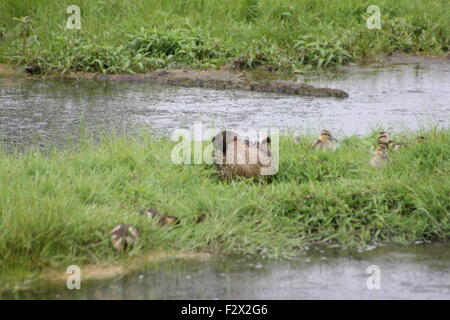 Une Cane colvert dans l'herbe à côté d'un petit étang avec une couvée de canetons. Banque D'Images