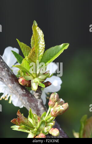 Gros plan de la croissance de nouvelles feuilles de lapins cherry flowers on a tree Banque D'Images
