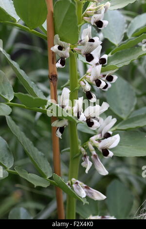 Vicia faba bean plant avec des fleurs Banque D'Images