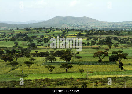 Domaine de l'agriculture verte en Inde Banque D'Images