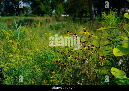 Fleurs sauvages autour de la lagune est d'Humboldt Park, Chicago, Illinois. La fin de l'été. Black Eyed Susan fleurs Banque D'Images