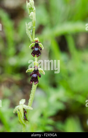 L'orchidée mouche, Ophrys insectifera nom Latin Banque D'Images